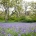 camas flowers bloom in a garry oak meadow in uplands park