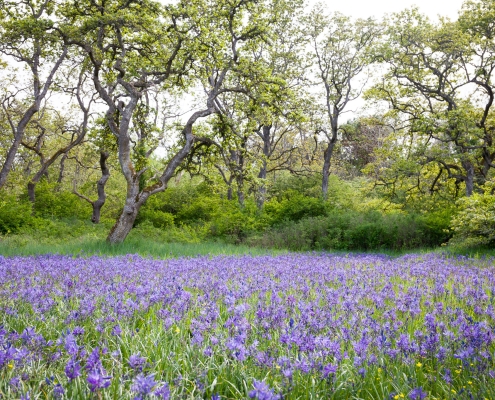 camas flowers bloom in a garry oak meadow in uplands park