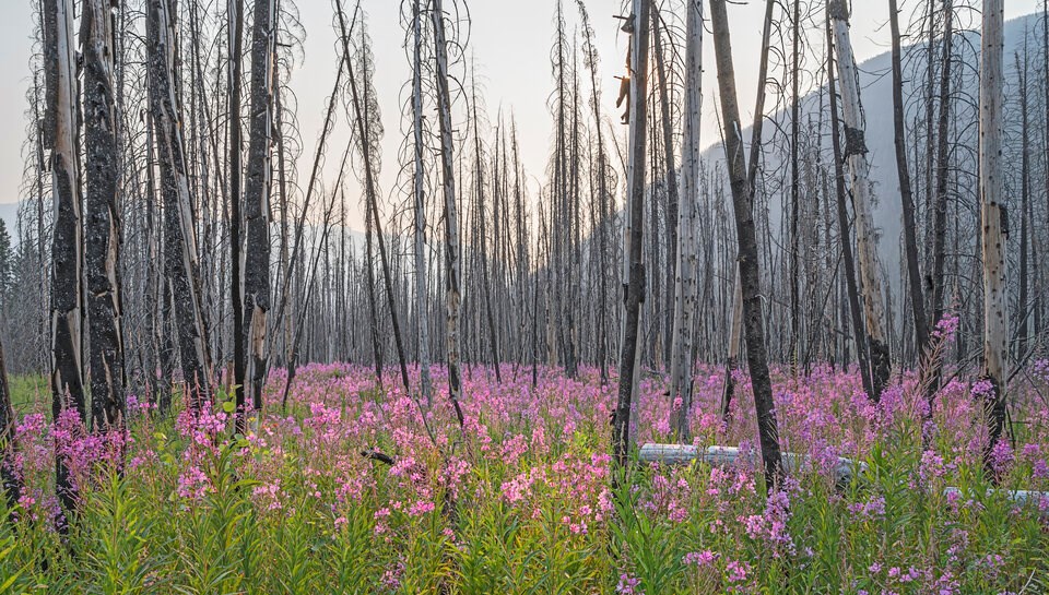 Pink and purple fireweed blooms in a meadow of burnt snags from a forest fire. The air is hazy and the outline of a rounded mountain is in the distance.