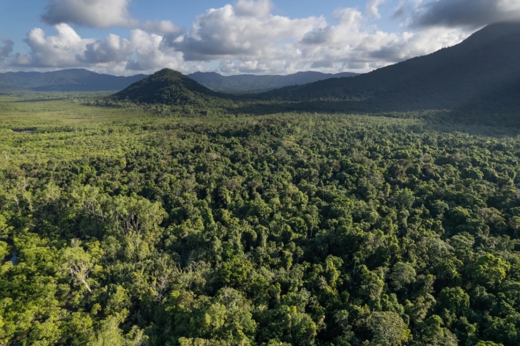 An overhead view of the Daintree Forest in Tasmania.