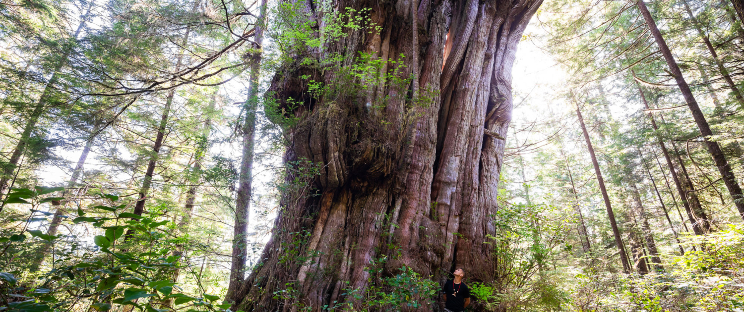 A giant redcedar tree on Flores Island. Ahousaht Hereditary Representative Tyson Atleo stands at its base.