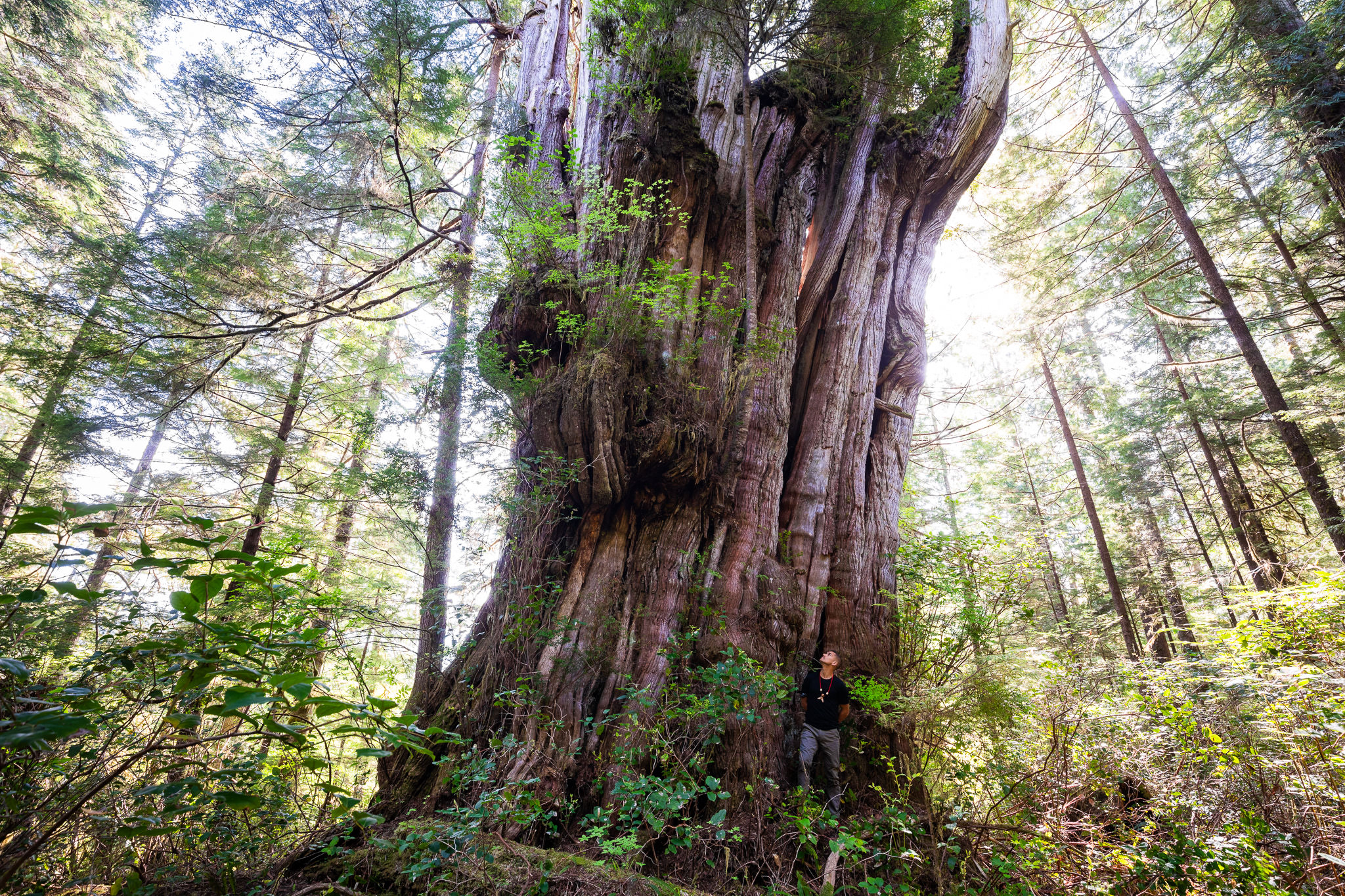A giant redcedar tree on Flores Island. Ahousaht Hereditary Representative Tyson Atleo stands at its base.