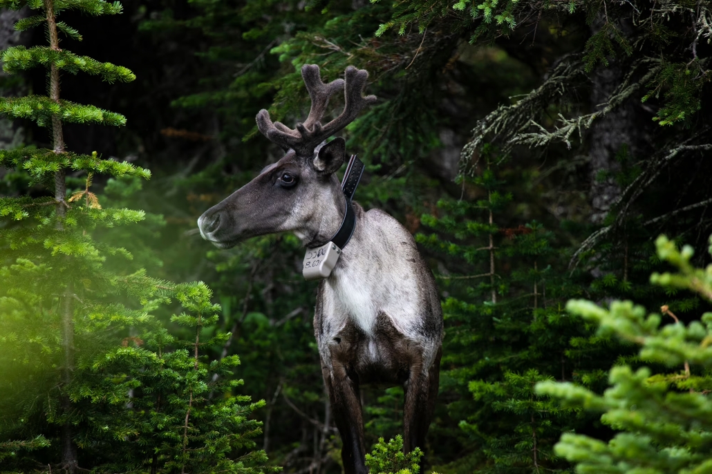 A male caribou with a tracker on his neck standing amongst green bushes. 