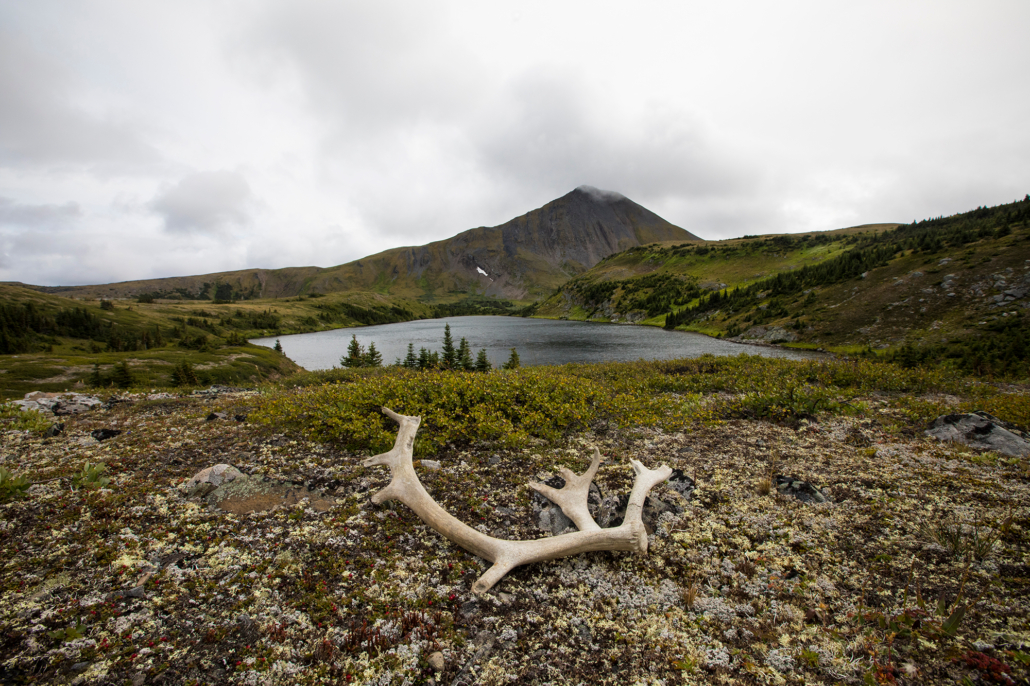 Caribou antlers sit on a plateau in the foreground. In the background is a small alpine lake and mountain peak.