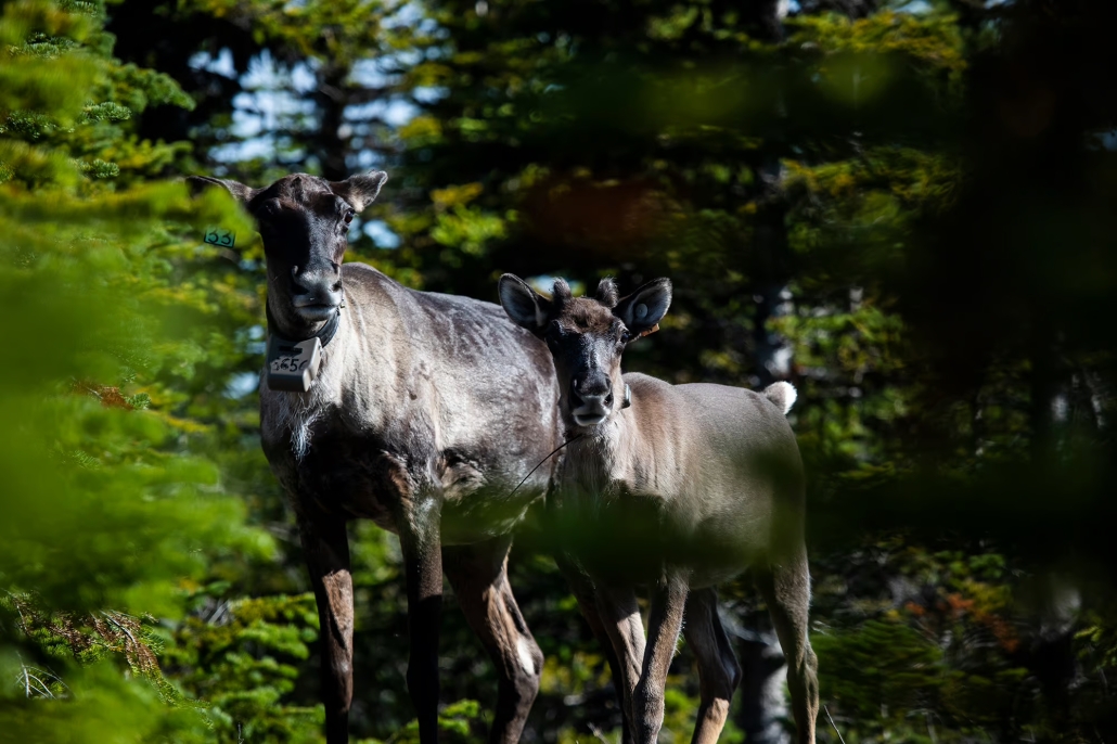 Two caribou with tags on them stand amongst green trees.