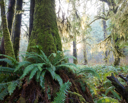 An old-growth Sitka spruce sits atop a bed of ferns while the morning sun peers through the forest canopy.