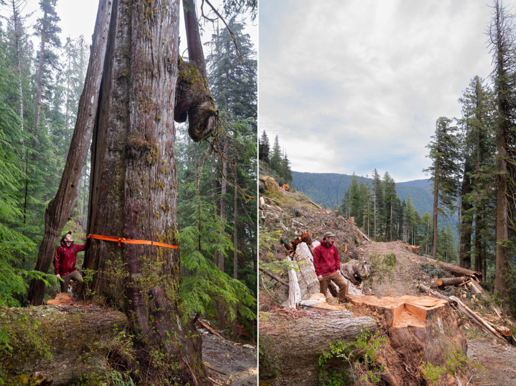 In these before-and-after logging photos, TJ Watt stands in a red jacket beside a standing tree and a stump in the Nahmint Valley.