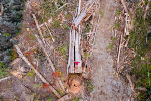 Fallen Cedar

Nahmint Valley – Hupačasath, Tseshaht, & Yuułuʔiłʔatḥ territory