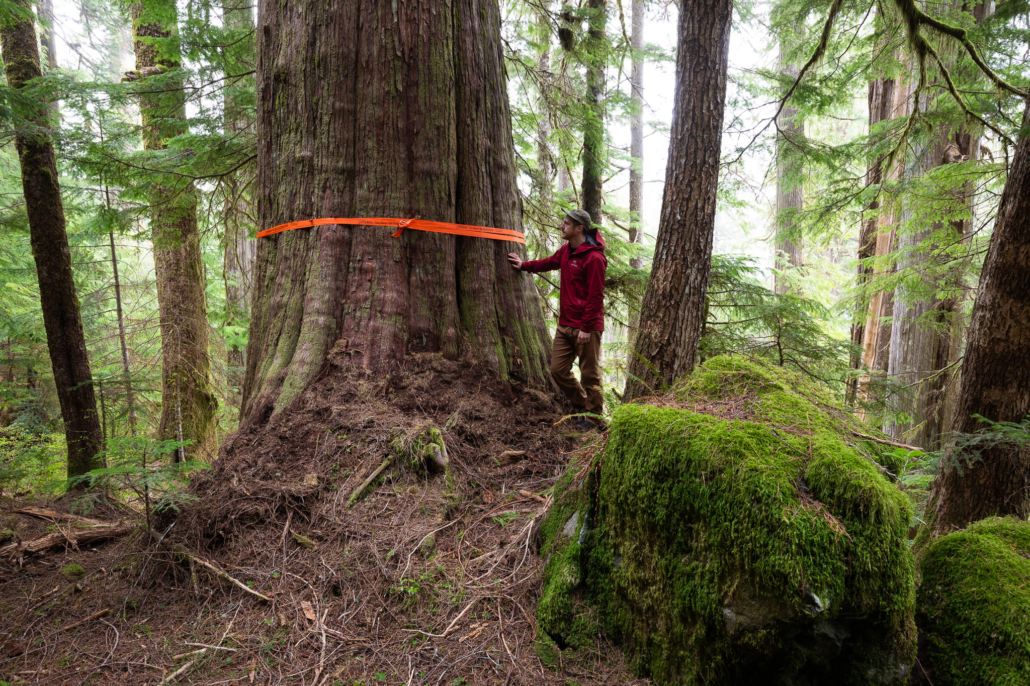 A view of the forest before logging...