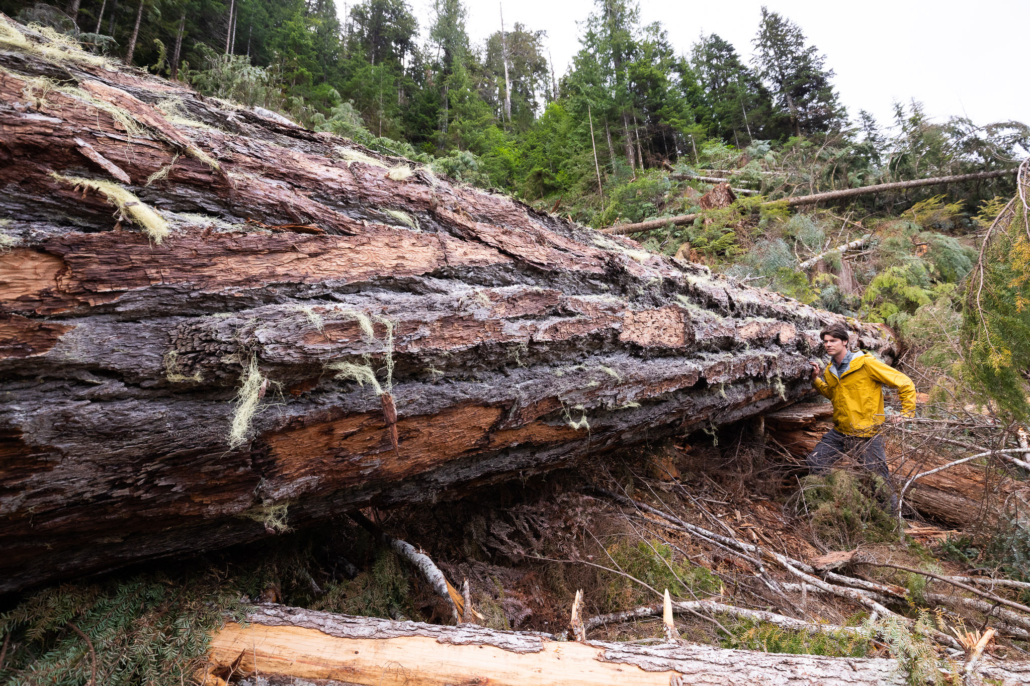 One of several ancient Douglas-fir trees tragically cut down in the Nahmint. The texture of its bark was incredible.