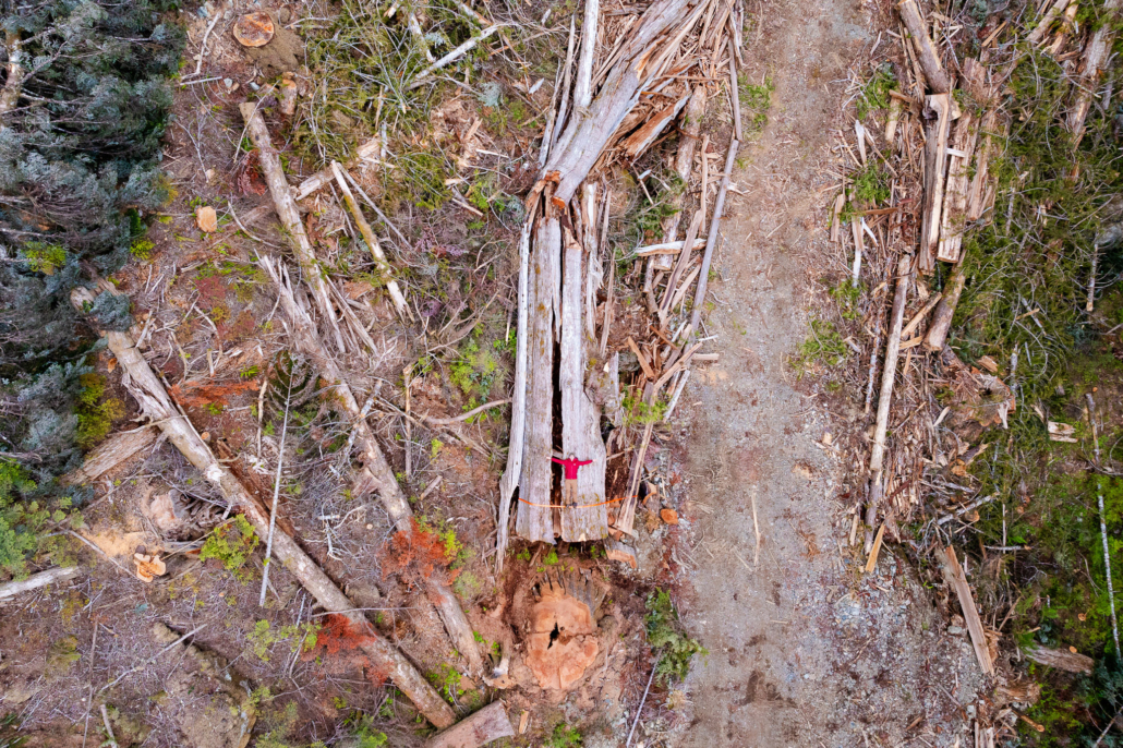 Ancient Forest Alliance photographer TJ Watt lays atop the trunk of the massive cedar for scale.