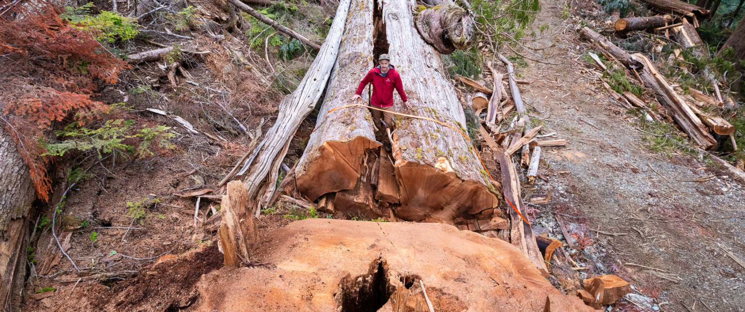 An immense redcedar measuring roughly 9 ft (3 m) wide recently felled in a BC Timber Sales cutblock in the Nahmint Valley.