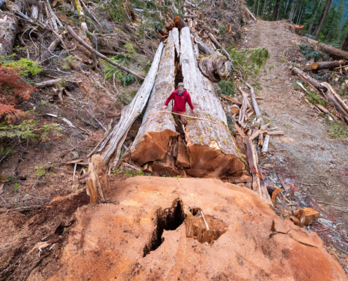 An immense redcedar measuring roughly 9 ft (3 m) wide recently felled in a BC Timber Sales cutblock in the Nahmint Valley.