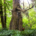 A man in a red jacket stands beside a colossal old-growth tree in a thicket of lush green.