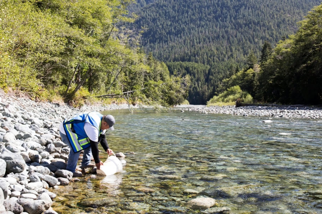 Ahousaht Guardian Byron Charlie releases juvenile salmon into the Bedwell River in the Clayoquot Sound. 