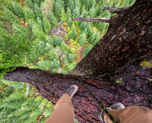 A tree climber stands on the limb of Big Lonely Doug