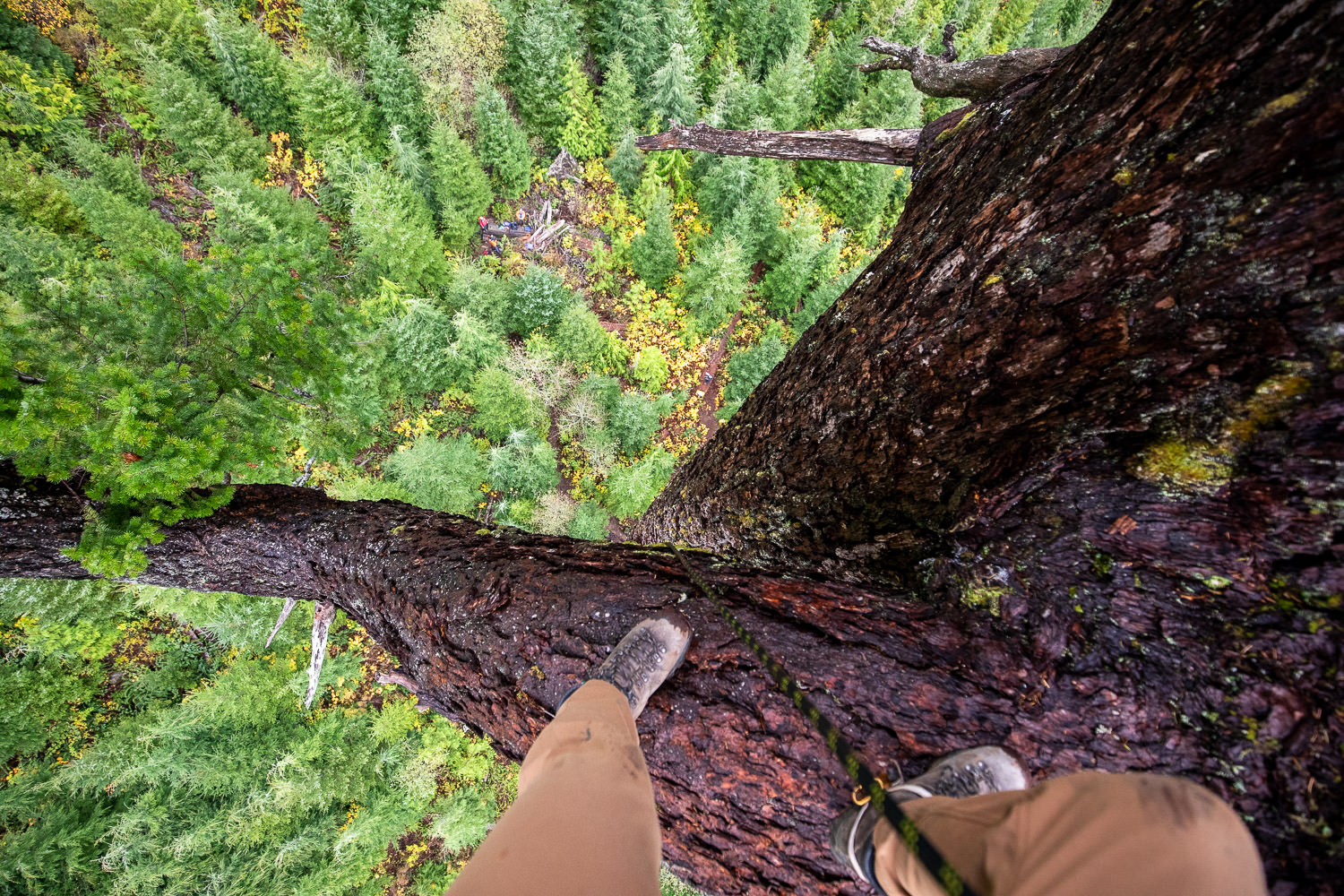 A tree climber stands on the limb of Big Lonely Doug