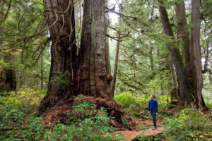 Jurassic Grove, Pacheedaht territory