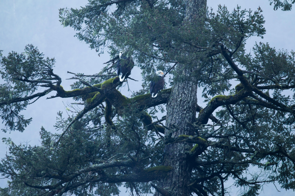 Eagles in the old-growth trees around Echo Lake.