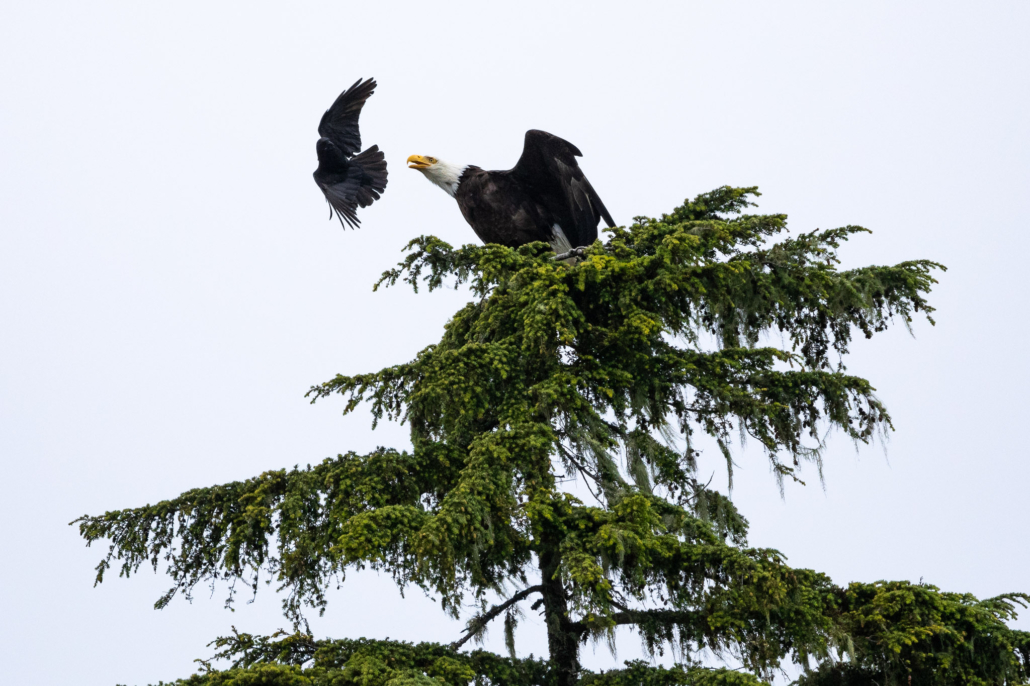 A crow on the attack
