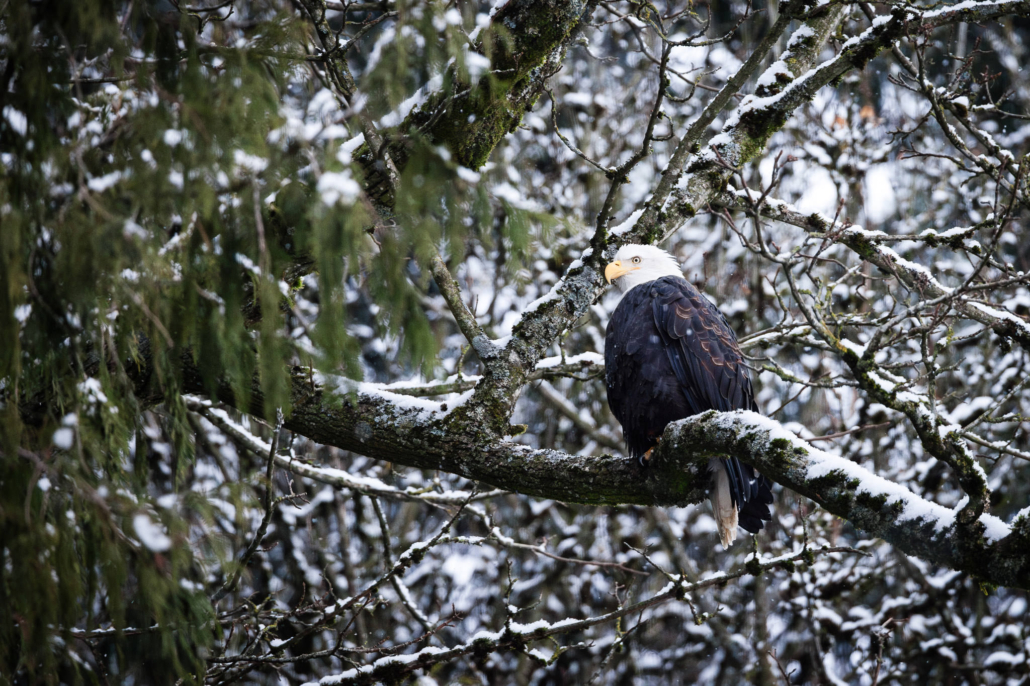 Eagle in winter