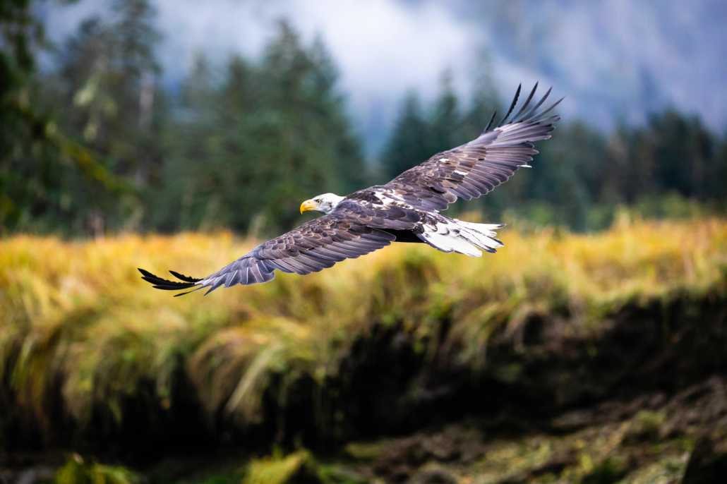 A bald eagle soars over the an estuary in the Great Bear Rainforest, BC.