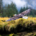 A bald eagle soars over the an estuary in the Great Bear Rainforest, BC.