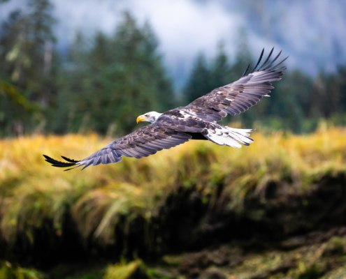 A bald eagle soars over the an estuary in the Great Bear Rainforest, BC.