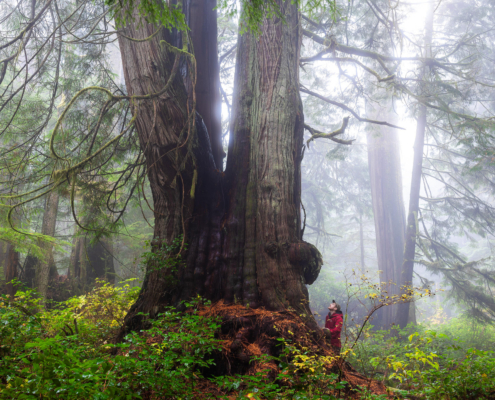 TJ Watt stands beside a giant redcedar in Jurassic Grove on a foggy day.