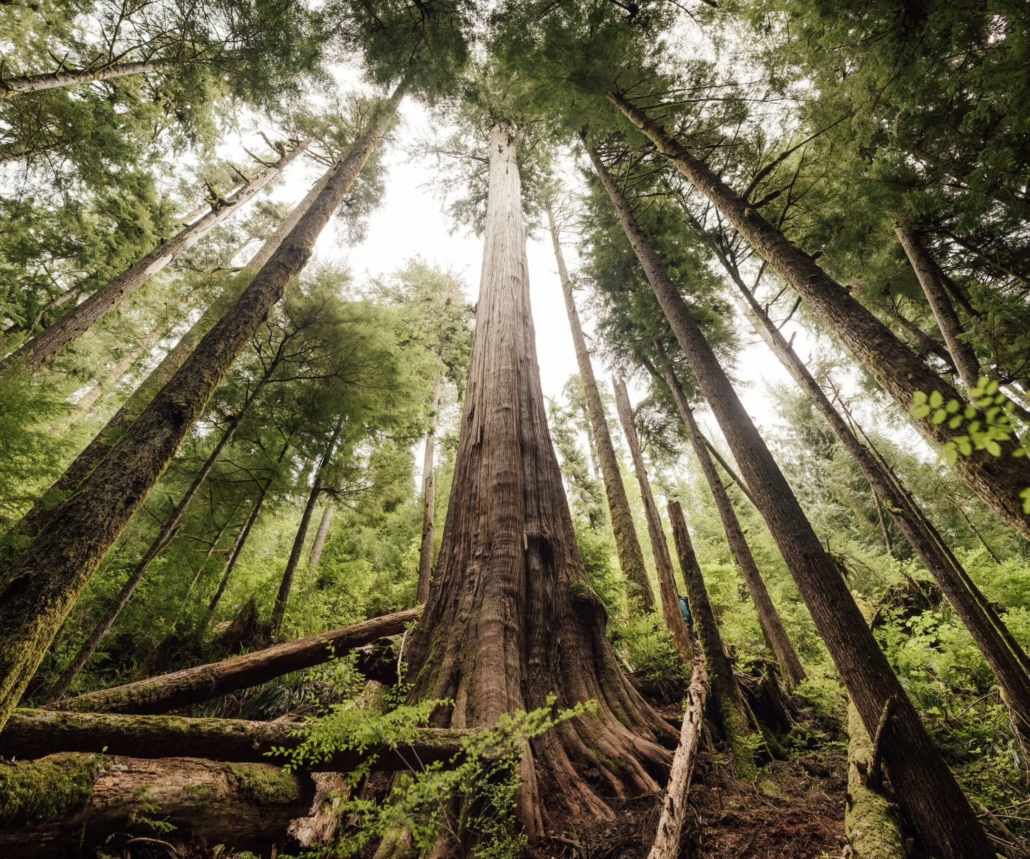 A grove of old-growth trees.