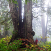 Ancient Forest Alliance Campaign Director TJ Watt stands beside a giant old-growth redcedar tree in the unprotected Jurassic Grove near Port Renfrew in Pacheedaht territory.