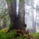 Ancient Forest Alliance Campaign Director TJ Watt stands beside a giant old-growth redcedar tree in the unprotected Jurassic Grove near Port Renfrew in Pacheedaht territory.