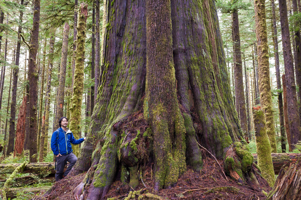 Endangered Ecosystems Alliance Executive Director Ken Wu stands beside a giant old-growth redcedar tree in the unprotected Eden Grove near Port Renfrew in Pacheedaht territory.