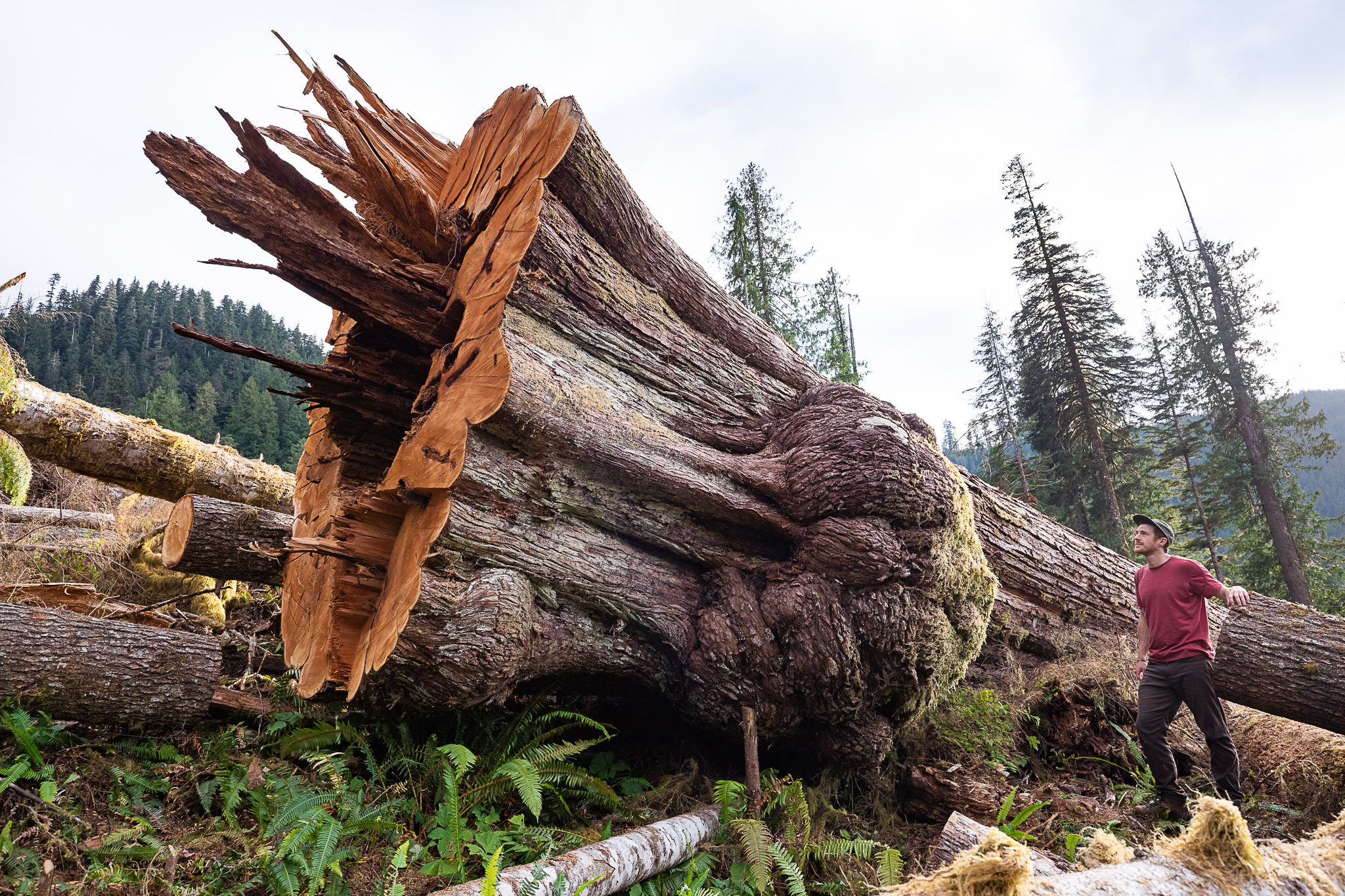 AFA's TJ Watt beside a giant old-growth redcedar tree cut down by logging company Teal-Jones in the Caycuse Valley in Ditidaht territory.
