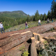 BC's ninth widest Douglas-fir cut down by BC Timber Sales (BCTS) in the Nahmint Valley in 2018.