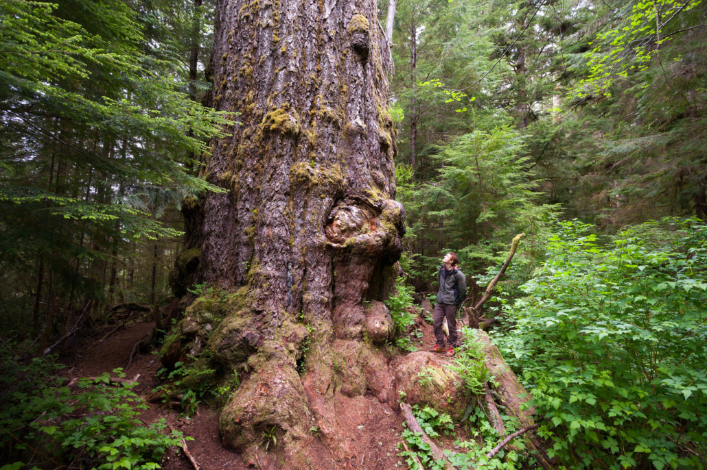 The world's largest Douglas-fir tree, the Red Creek Fir.