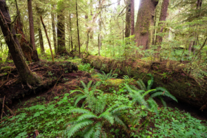 The complex structure of an old-growth temperate rainforest on Vancouver Island.