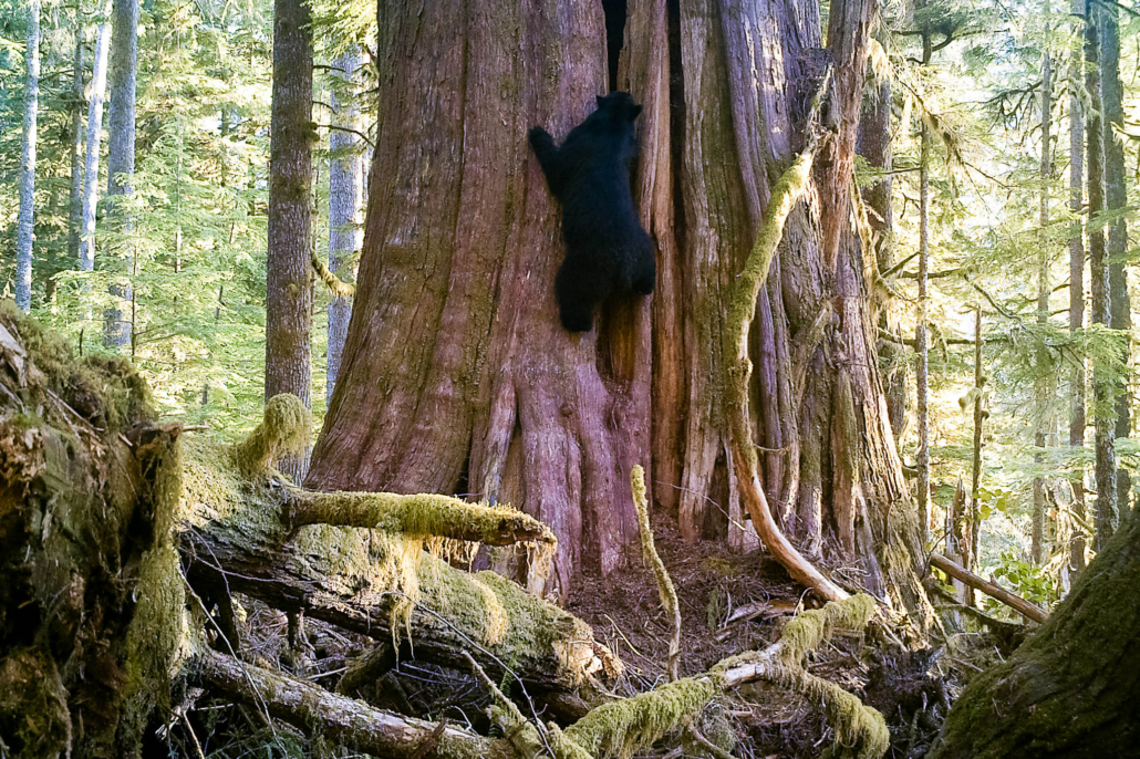 A black bear climbs an old-growth western redcedar.