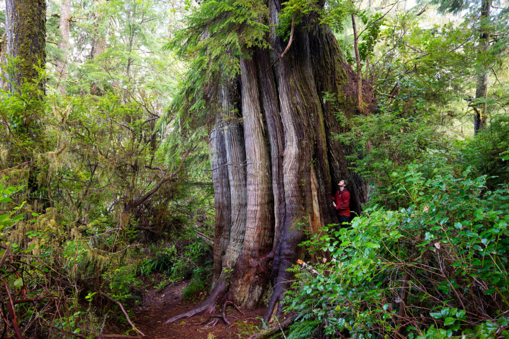 Cedar on Big Tree Trail