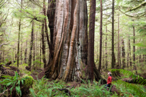 A 15-foot cedar we found while exploring deep in the woods.