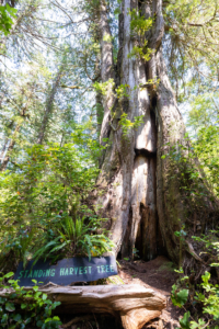 Culturally Modified Tree.