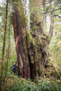 Veteran big tree seeker, Shaun Muc.