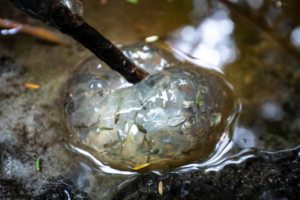 Salamander eggs