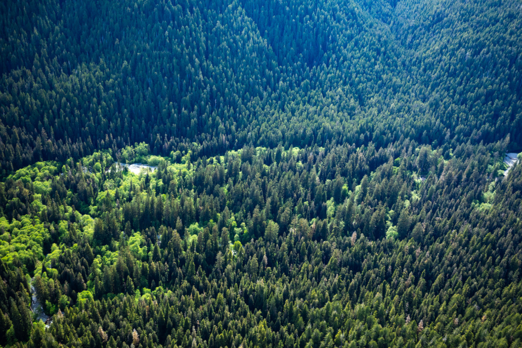 Giant spruce in the valley bottom.