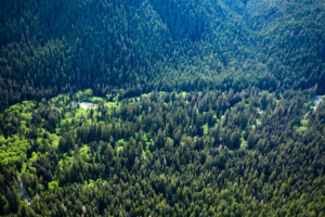 Giant spruce in the valley bottom.