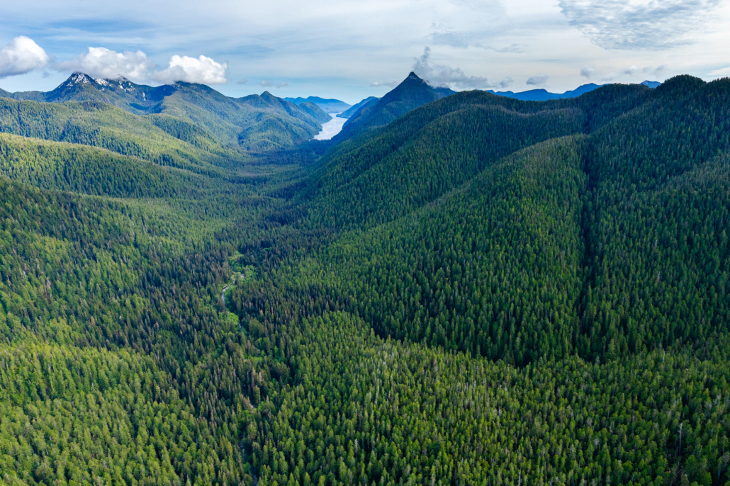 Roadless wilderness: an incredibly rare sight on Vancouver Island today.