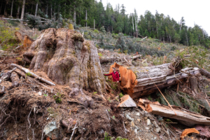 Ancient Forest Alliance photographer and campaign director TJ Watt stands beside the fallen remains of an ancient western redcedar approximately 9 feet (3 metres) wide, cut down by BC Timber Sales in the Nahmint Valley near Port Alberni in Hupačasath, Tseshaht, and Yuułuʔiłʔatḥ First Nation territory. 
