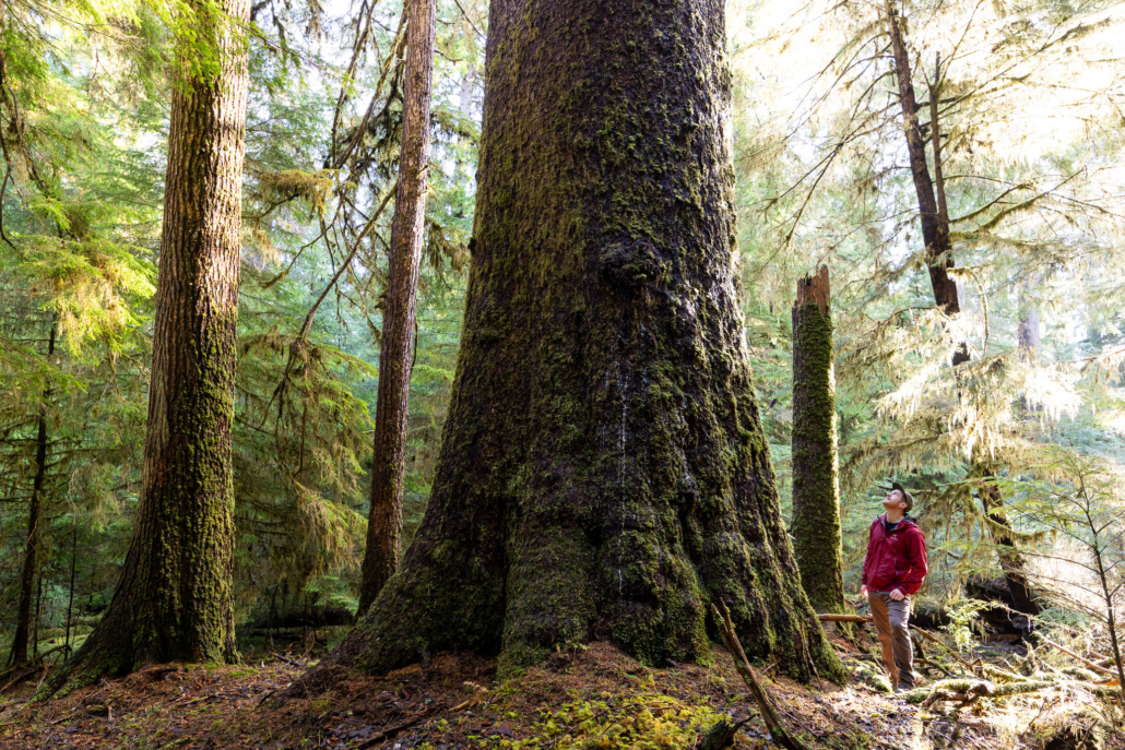 Photographer TJ Watt stands in front of a massive old-growth Sitka spruce tree at Yakoun Lake on Haida Gwaii.