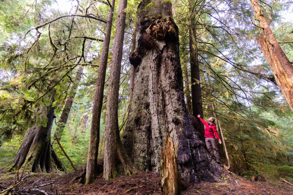 A hiker stretches his arms out beside a giant old-growth Sitka spruce trees at Yakoun Lake on Haida Gwaii.