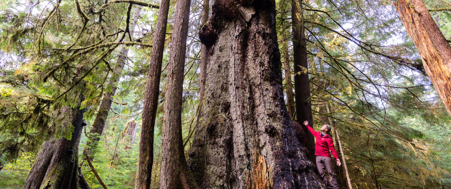 A hiker stretches his arms out beside a giant old-growth Sitka spruce trees at Yakoun Lake on Haida Gwaii.